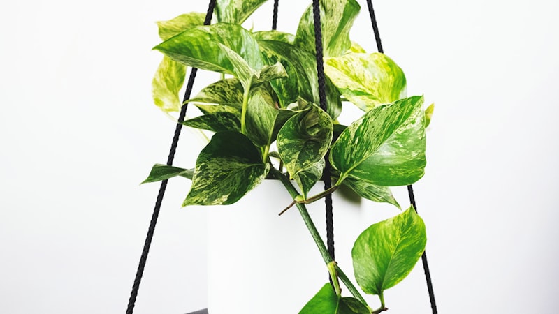 世界杯足球比赛高清直播画面，球员正在激烈拼抢